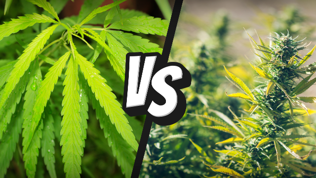 Hemp vs. cannabis is an ongoing debate. 